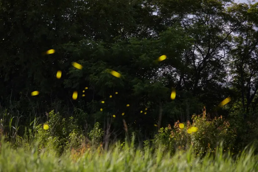Estos son los costos para hacer el recorrido de luciérnagas. Foto: Unsplash. Estos son los costos para hacer el recorrido de luciérnagas. Foto: Unsplash.