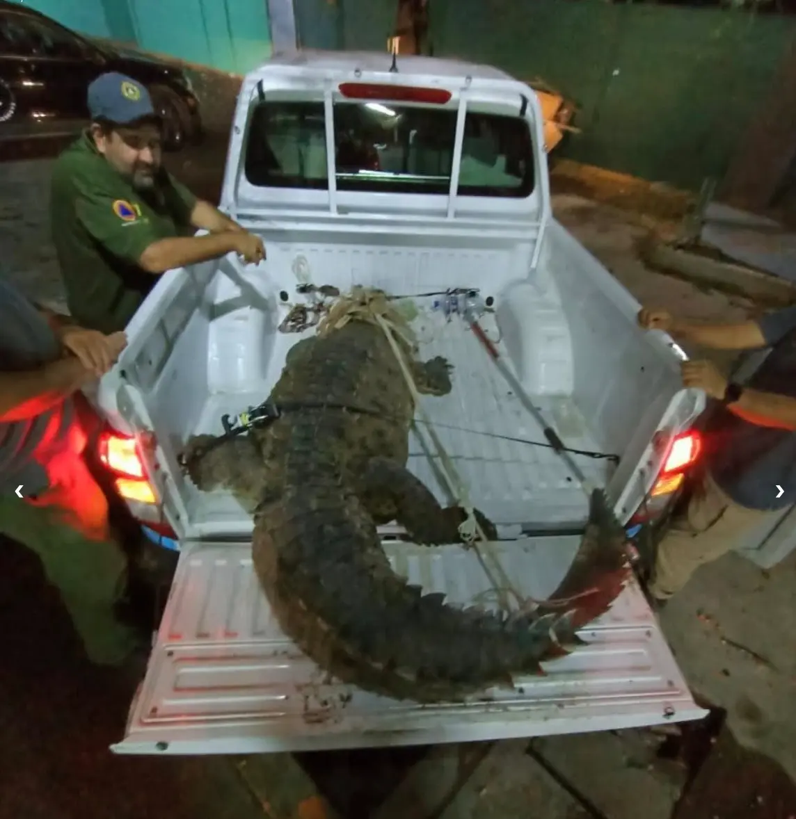 Localizan cocodrilo en asentamientos en Sinaloa. Foto: cortesía.
