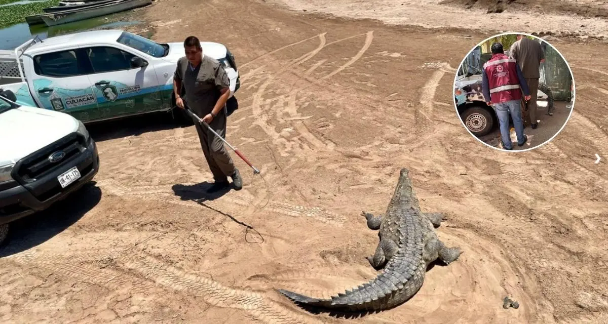 Entérate de lo que debes y no debes de hacer si te encuentras con algún animal silvestre. Foto: cortesía