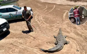 Liberan en Culiacán a dos cocodrilos, serpientes y un tlacuache en reserva natural