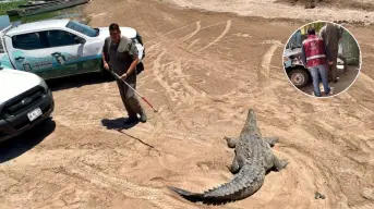 Liberan en Culiacán a dos cocodrilos, serpientes y un tlacuache en reserva natural
