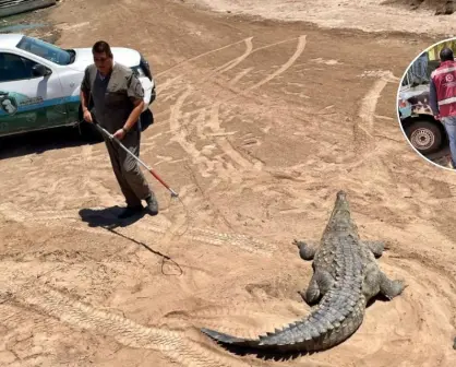 Liberan en Culiacán a dos cocodrilos, serpientes y un tlacuache en reserva natural