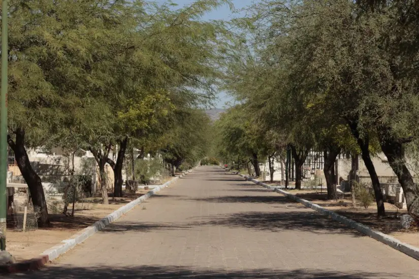 Los árboles serán el mejor atractivo del  Bosque Memorial de Hermosillo Foto. El Imparcial