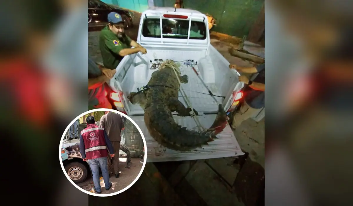 Unidad de Protección de Animales en coordinación con Protección Civil Municipal rescatan un cocodrilo en Culiacancito.