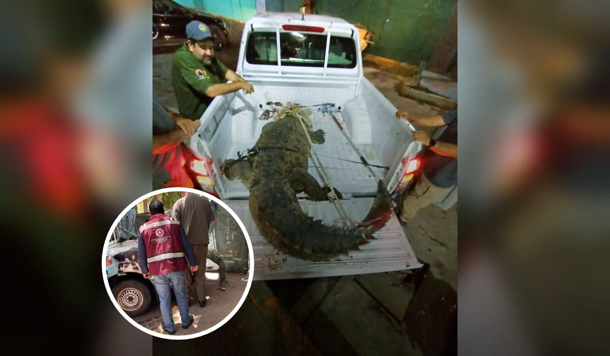 Unidad de Protección de Animales en coordinación con Protección Civil Municipal rescatan un cocodrilo en Culiacancito.