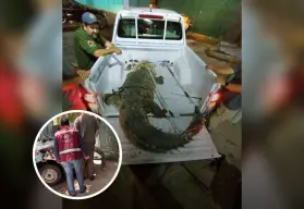 Rescate exitoso de cocodrilo en Culiacancito: autoridades llaman a respetar la fauna silvestre