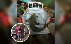 Rescate exitoso de cocodrilo en Culiacancito: autoridades llaman a respetar la fauna silvestre