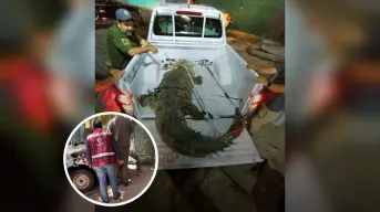 Rescate exitoso de cocodrilo en Culiacancito: autoridades llaman a respetar la fauna silvestre