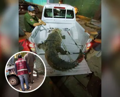 Rescate exitoso de cocodrilo en Culiacancito: autoridades llaman a respetar la fauna silvestre