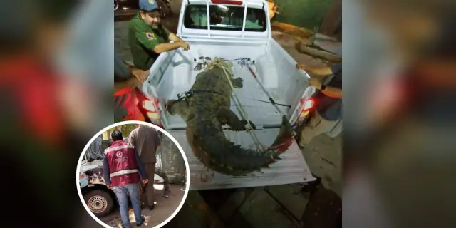 Rescate exitoso de cocodrilo en Culiacancito: autoridades llaman a respetar la fauna silvestre