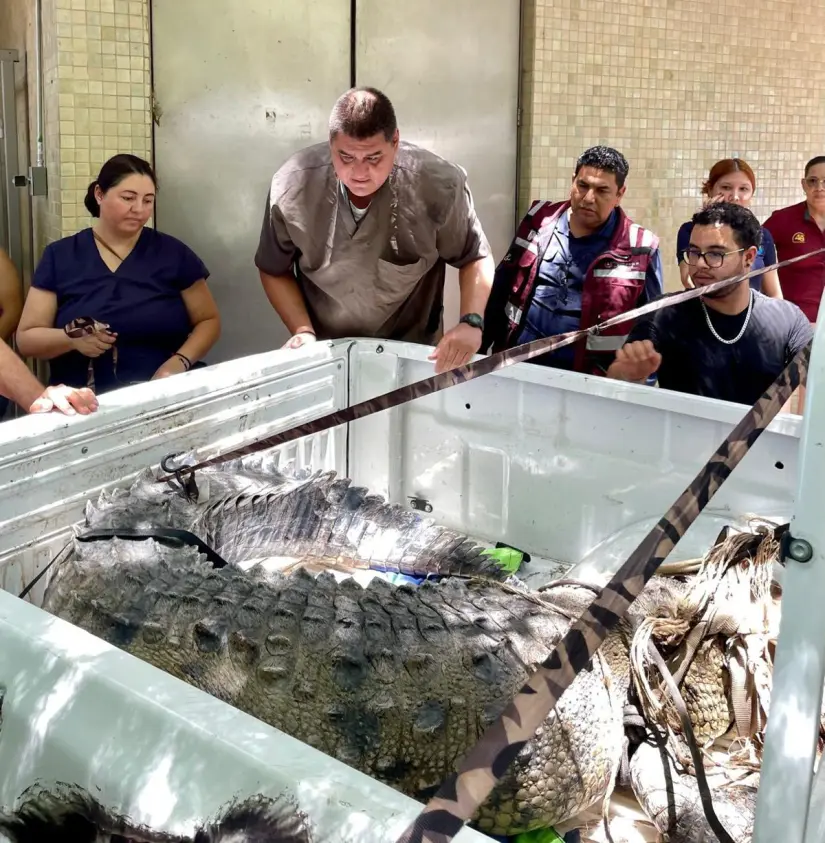 Cuidar la fauna es tarea de todos: aseguran cocodrilo y llaman a reportar avistamientos.