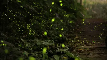 Temporada de luciérnagas 2025: ¿Cuándo es el recorrido en Bosque Esmeralda en Edomex?