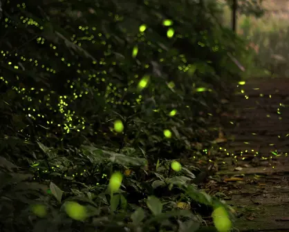 Temporada de luciérnagas 2025: ¿Cuándo es el recorrido en Bosque Esmeralda en Edomex?