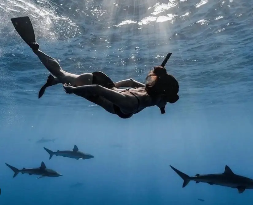 Sigue las recomendaciones y reglas durante tu viaje a nadar con tiburones para cuidar esta hermosa especie. Foto: cortesía.