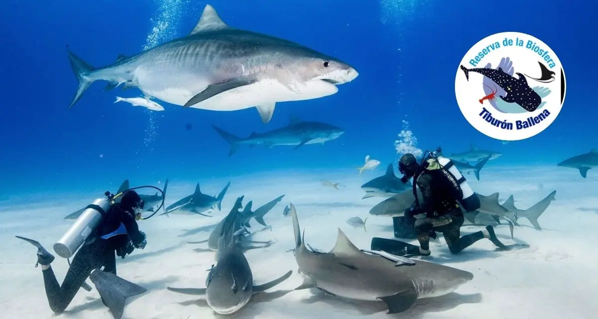 Conoce los precios para nadar con tiburones ballena en el Caribe mexicano. Foto: cortesía