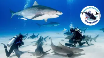 ¿Te atreverías a nadar con tiburones? Este lugar en México lo hace posible