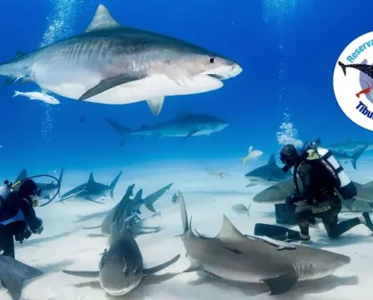 ¿Te atreverías a nadar con tiburones? Este lugar en México lo hace posible
