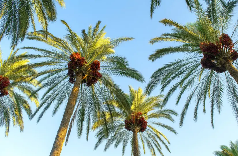 Palmeras datileras en México. Foto: directoalpaladar.com