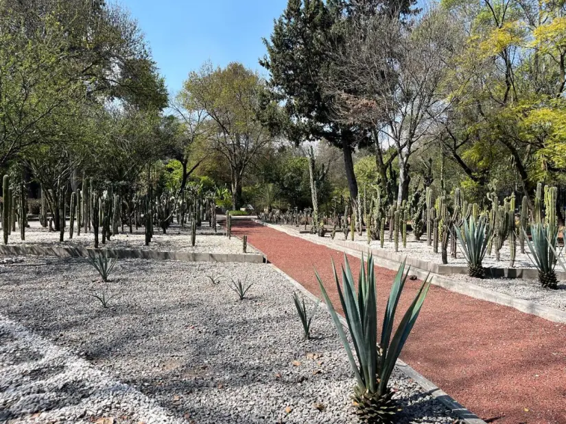 imagen recuadro Diversas especies de agaves y cactáceas en la sección xerófila del Jardín Botánico de Chapultepec, donde se evidencia la diversidad y adaptabilidad de las especies mexicanas a climas áridos.