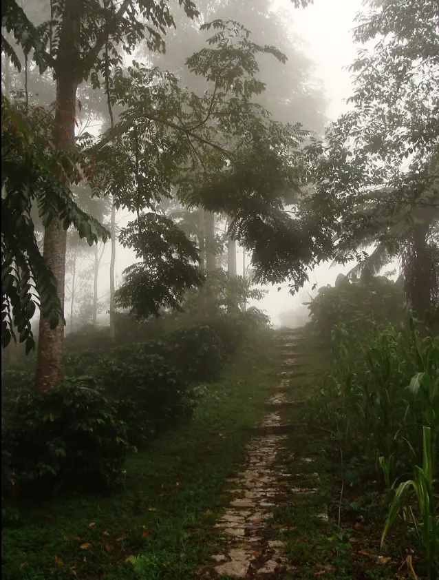Bosque Mesofilo de Montaña, Cuetzalan, Puebla. Foto: cortesía Bosque Mesofilo de Montaña, Cuetzalan, Puebla. Foto: cortesía.