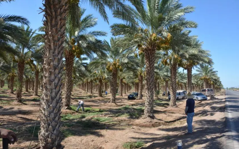 Ruta del Dátil en Mexicali. Foto: Cortesía 