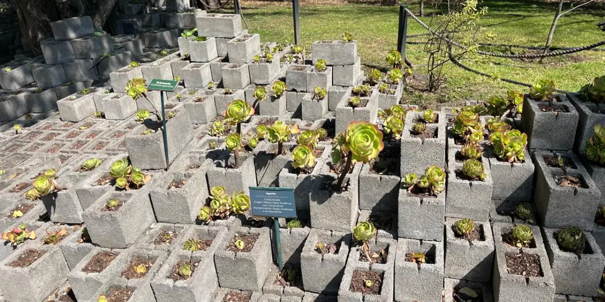En el Jardín Botánico de Chapultepec puedes apreciar este arreglo de Aeonium arboreum que fusiona el diseño y la simetría con la conservación de especies suculentas.