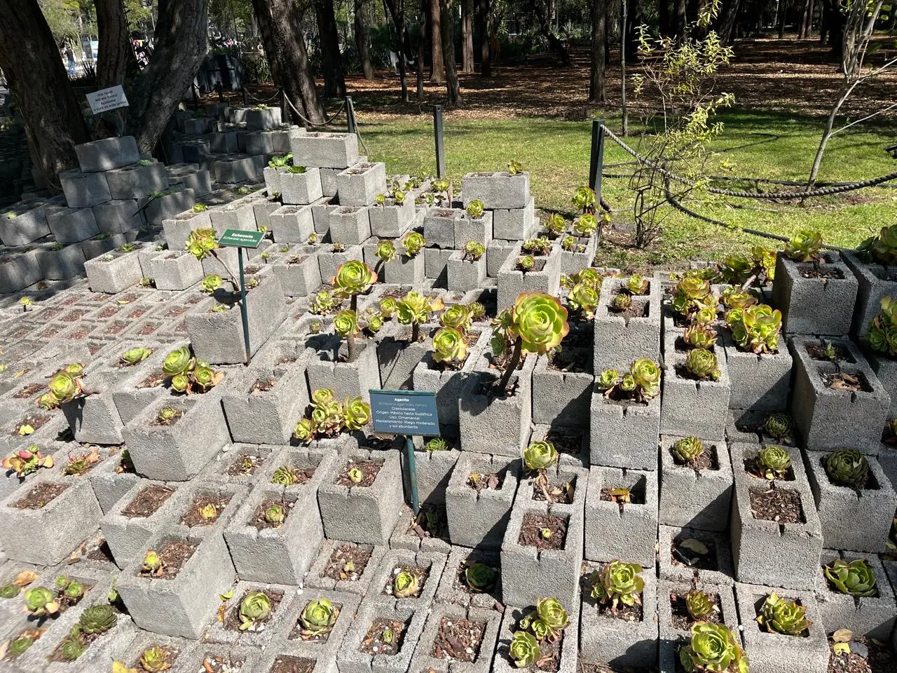 En el Jardín Botánico de Chapultepec puedes apreciar este arreglo de Aeonium arboreum que fusiona el diseño y la simetría con la conservación de especies suculentas.