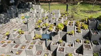 El Jardín Botánico de Chapultepec: un oasis verde en la ciudad
