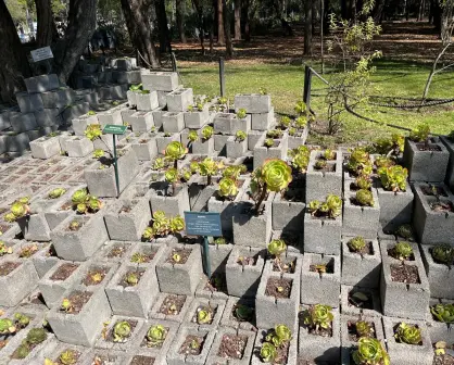 El Jardín Botánico de Chapultepec: un oasis verde en la ciudad