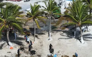 Marina amplia esfuerzos para combatir sargazo en el Caribe; se ha logrado reducción en zonas clave