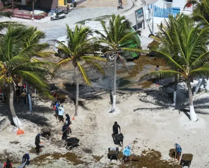 Marina amplia esfuerzos para combatir sargazo en el Caribe; se ha logrado reducción en zonas clave