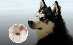¿Cómo cuidar a tus mascotas de la garrapata Rickettsia? Suman 10 casos en Coahuila