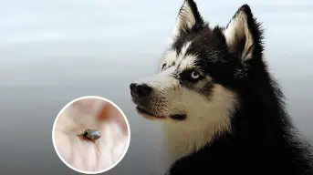 ¿Cómo cuidar a tus mascotas de la garrapata Rickettsia? Suman 10 casos en Coahuila