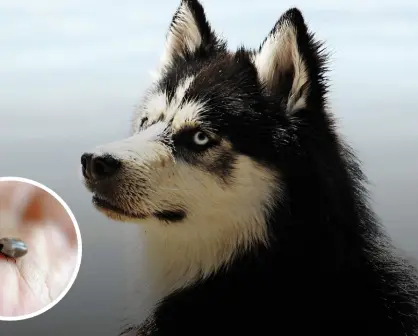 ¿Cómo cuidar a tus mascotas de la garrapata Rickettsia? Suman 10 casos en Coahuila