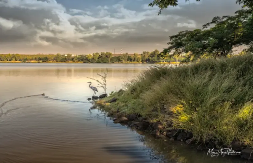 Así surgieron muchos lagos, uno de ellos La Primavera. Foto Miguel Ángel Victoria, Sinaloa 360