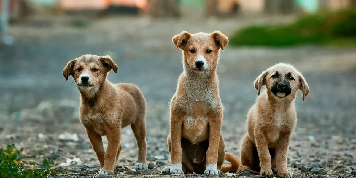 Este documento busca proteger a las mascotas. Foto: Unsplash