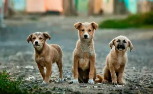CURP para mascotas en CDMX: Fecha límite, requisitos y cómo tramitarlo