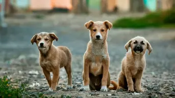 CURP para mascotas en CDMX: Fecha límite, requisitos y cómo tramitarlo