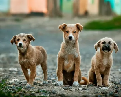 CURP para mascotas en CDMX: Fecha límite, requisitos y cómo tramitarlo