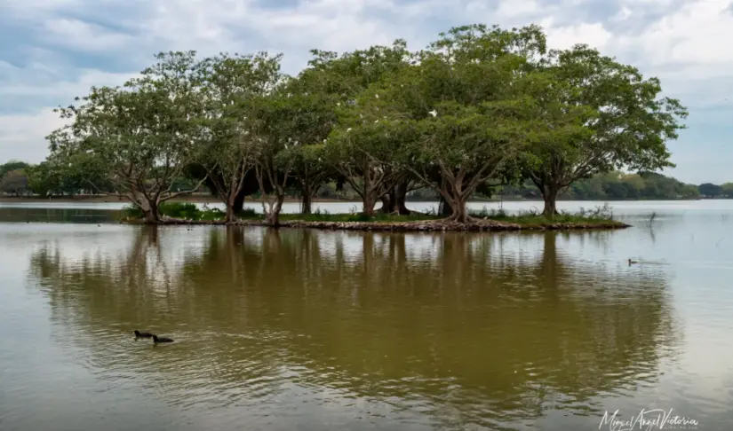 Dique La Primavera es un humedal de cientos de hectáreas con rica flora y fauna. Foto Sinaloa 360 Miguel Ángel Victoria