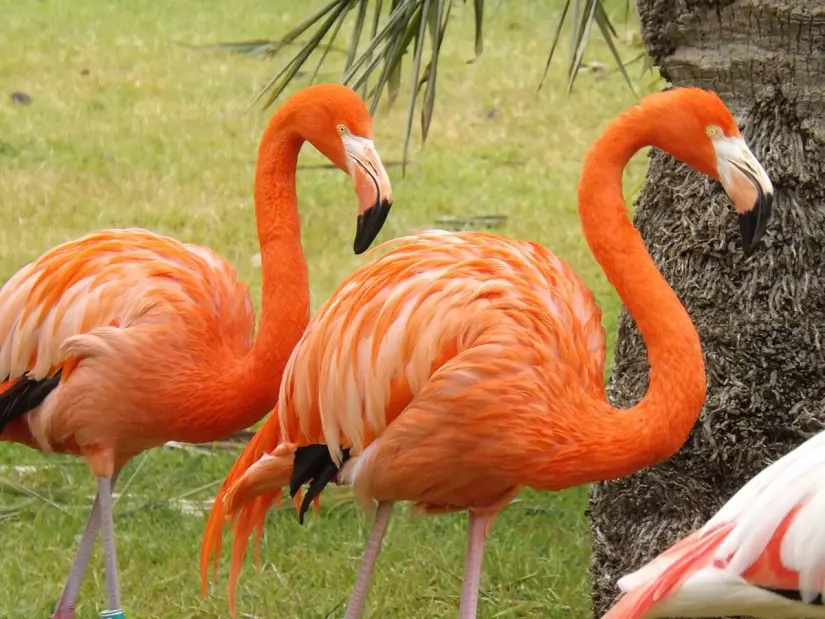 imagen recuadro Cuatro lugares para observar el avistamiento de Flamencos en Yucatán Foto: Wikipedia
