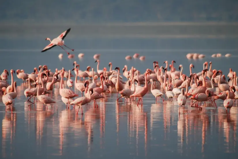 imagen recuadro Los flamencos se avistan en distintos puntos de la peninsular y entre los mese de abril, mayo, marzo y noviembre se avistan más en la región Foto: Pixabay
