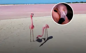 Cuatros paisajes majestuosas de Yucatán para observar a flamencos avistar en habitad natural