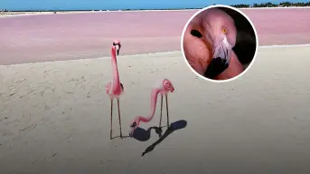 Cuatros paisajes majestuosas de Yucatán para observar a flamencos avistar en habitad natural