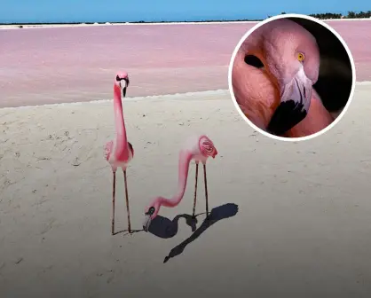 Cuatros paisajes majestuosas de Yucatán para observar a flamencos avistar en habitad natural