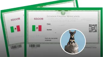 ¿Habrá multa por no tramitar la nueva CURP para tu mascota?