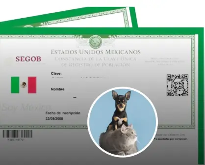 ¿Habrá multa por no tramitar la nueva CURP para tu mascota?