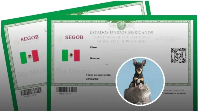 Nueva CURP para mascotas