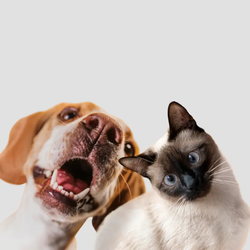Nueva CURP obligatoria para mascotas. Foto: Freepik Nueva CURP obligatoria para mascotas. Foto: Freepik