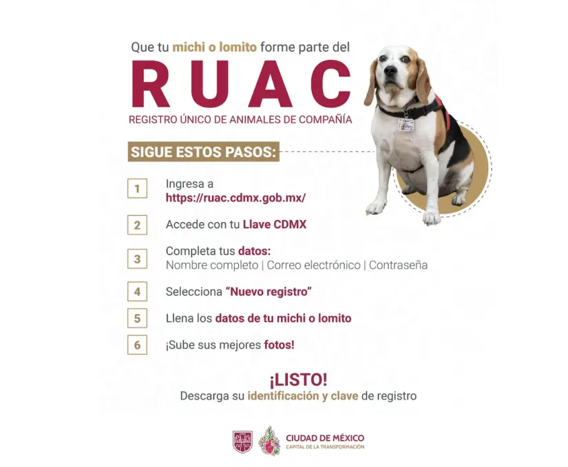 CURP para mascotas: Fecha límite, requisitos y cómo tramitarlo Proceso de trámite del RUAC. Foto: Gob. CDMX
